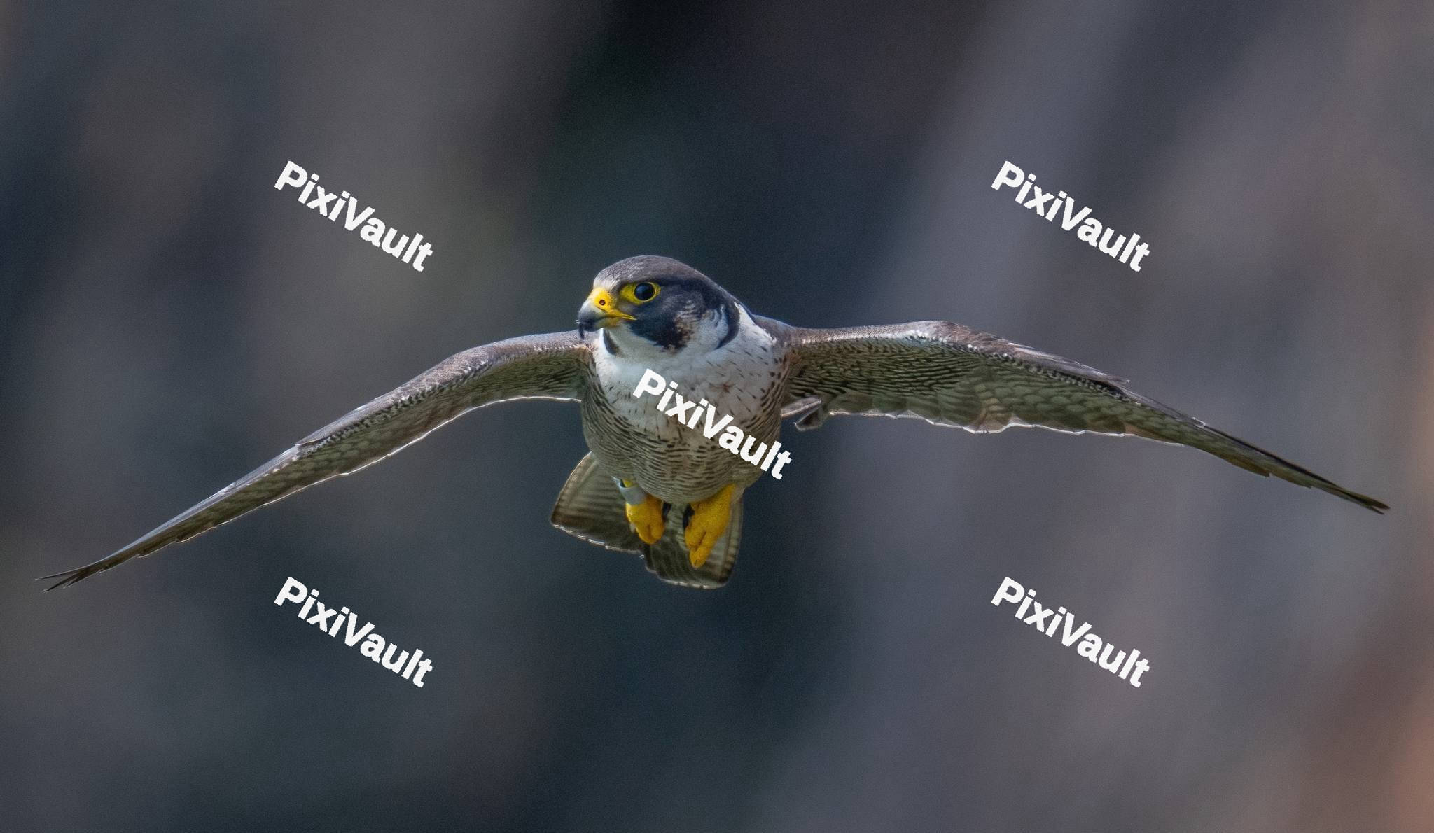 Peregrine Falcon